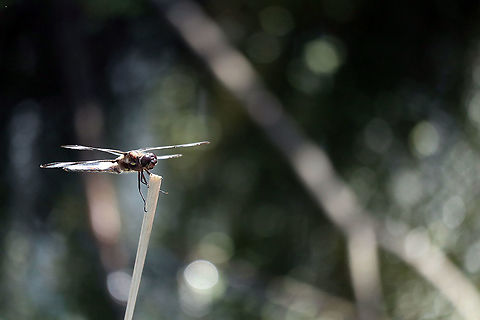 Twelve-spotted Skimmer Dragonfly Resting on the grass of a marsh, Twelve-spotted Skimmer (Libellula pulchella) at the Jack Pine Trail, Ottawa, Ontario, Canada. Canada,Geotagged,Jack Pine Trail,Libellula pulchella,Ontario,Ottawa,Summer,Twelve-spotted Skimmer