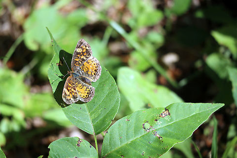 Pearl Crescent Butterfly At rest on Poison Ivy is a Pearl Crescent (Phyciodes tharos) on the Jack Pine Trail, Ottawa, Ontario, Canada. Canada,Geotagged,Jack Pine Trail,Ontario,Ottawa,Pearl Crescent,Phyciodes tharos,Summer