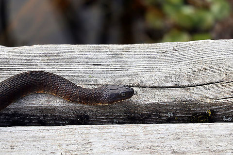 Northern Water Snake On the dock is a Northern Water Snake (Nerodia sipedon ssp. sipedon) Sarsaparilla Trail, Ottawa, Ontario, Canada. Canada,Geotagged,Nerodia sipedon,Nerodia sipedon ssp. sipedon,Northern Water Snake,Ontario,Ottawa,Sarsaparilla Trail,Summer