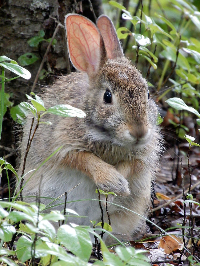 Eastern Cottontail Rabbit Eastern Cottontail Rabbit (Sylvilagus floridanus) grooming in the brush of Britannia Conservation Area, Mud Lake, Ottawa, Ontario, Canada. Britannia Conservation Area,Canada,Eastern Cottontail Rabbit,Eastern cottontail,Geotagged,Mud Lake,Ontario,Ottawa,Summer,Sylvilagus floridanus