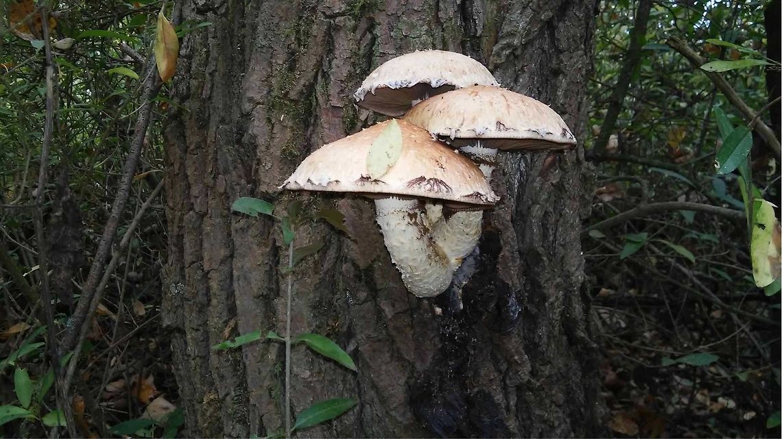 Hemipholiota polpunea  Pholiota populnea