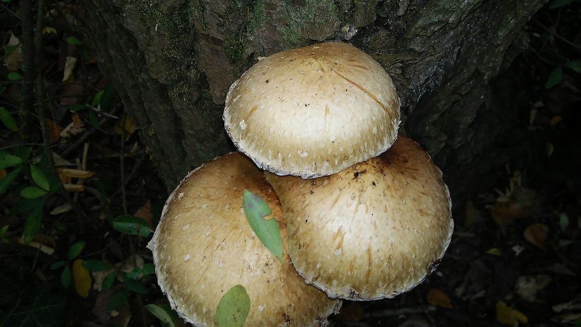 Hemipholiota polpunea  Pholiota populnea