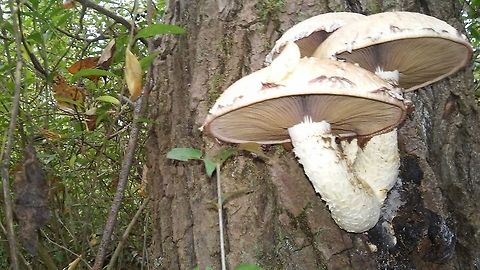 Hemipholiota polpunea Funghi italy Pholiota populnea