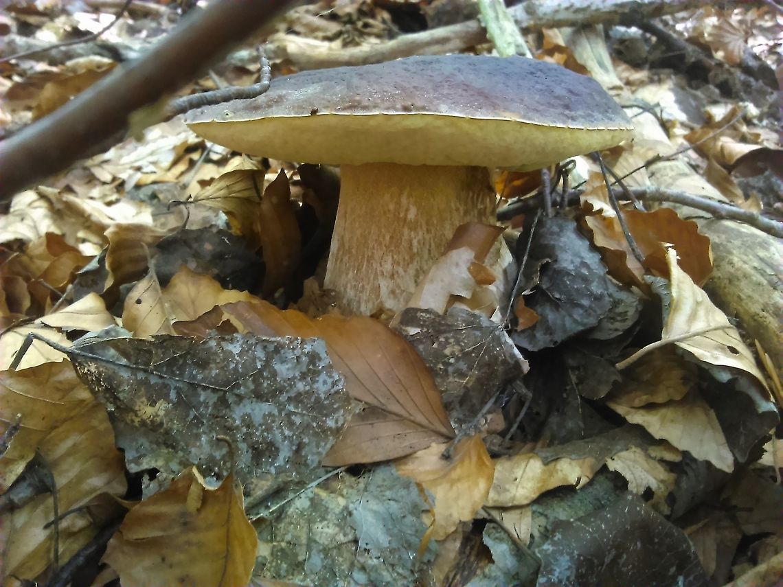 Boletus aereus  Boletus aereus,boletus aereus