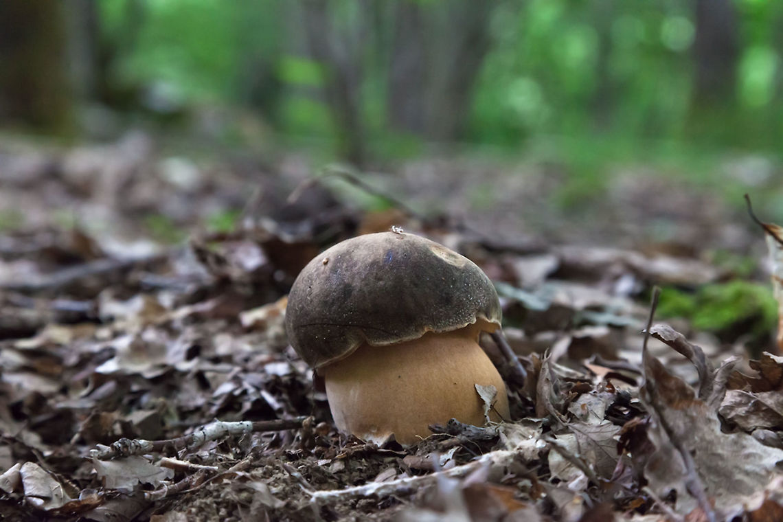 Boletus edulis  Boletus e,Boletus edulis,Nature,funghi,fungi,mushrooms,natura,wild