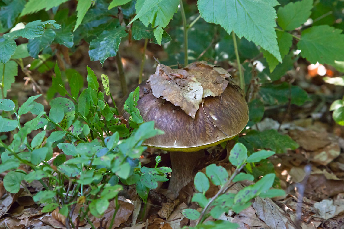 Boletus  aedulis  Boletus aedulis,Boletus edulis