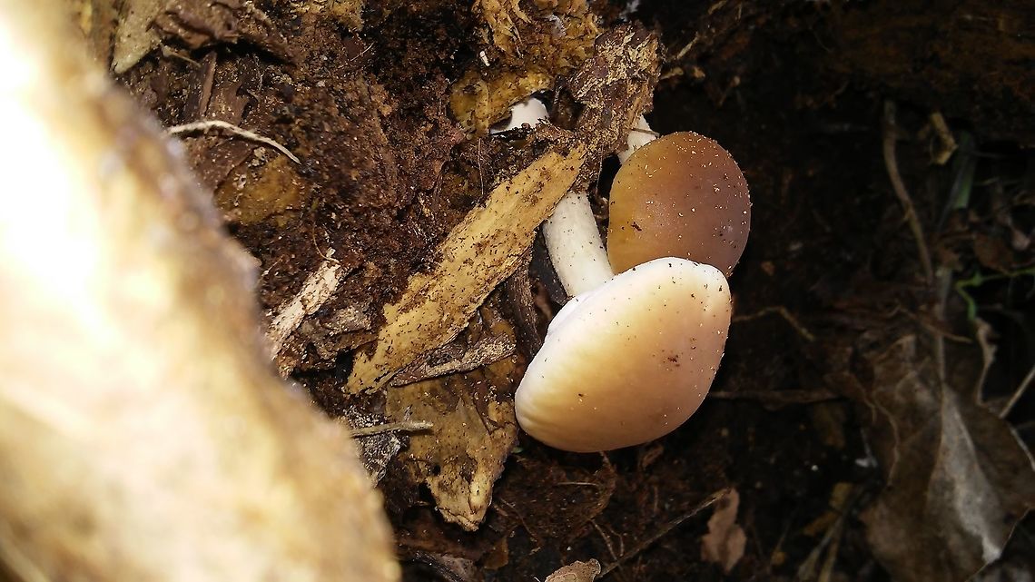 Cyclocibe aegerita  Cyclocibe aegerita,Cyclocybe aegerita