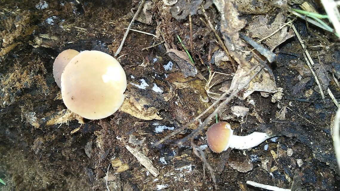 Cyclocibe aegerita  Cyclocibe aegerita,Cyclocybe aegerita