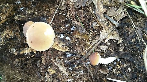 Cyclocibe aegerita Cyclocibe aegerita,Cyclocybe aegerita