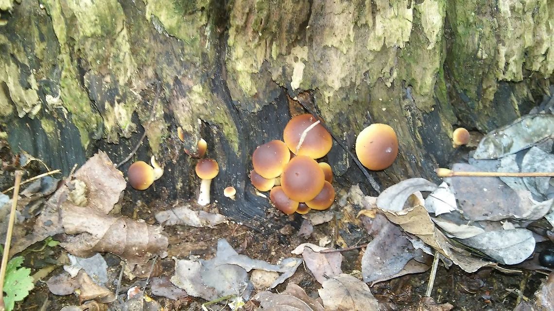 Pioppino  Cyclocibe aegerita,Cyclocybe aegerita,Fall,Geotagged,Italy