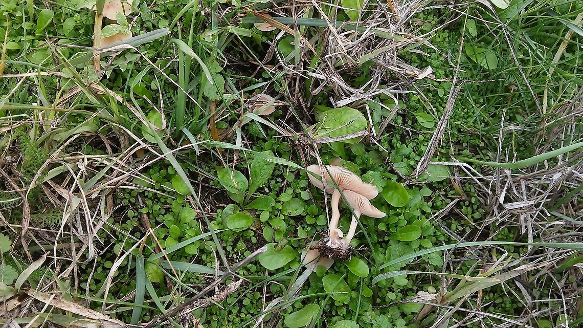 Marasmius oreades  Fall,France,Geotagged,Marasmius oreades,Scotch bonnet
