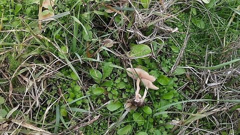 Marasmius oreades  Fall,France,Geotagged,Marasmius oreades,Scotch bonnet