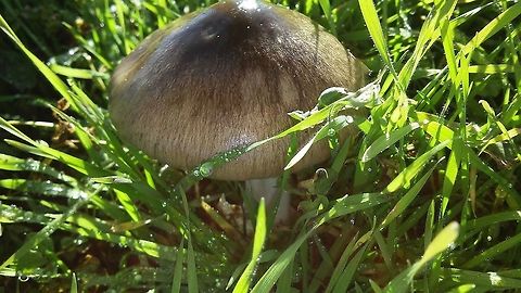 volvopluteus_gloiocephalus  Geotagged,Italy,Volvopluteus gloiocephalus,Volvoplutus