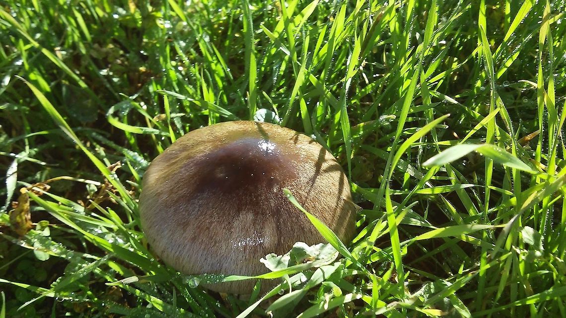 Volvopluteus gloiocephalus  Geotagged,Italy,Volvopluteus gloiocephalus,Volvoplutus