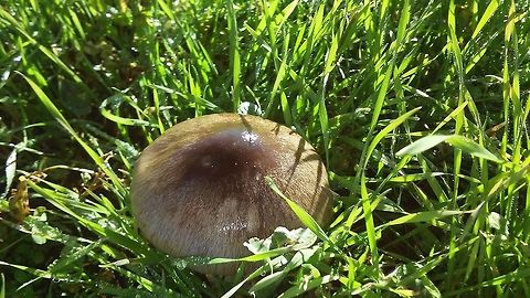 Volvopluteus gloiocephalus  Geotagged,Italy,Volvopluteus gloiocephalus,Volvoplutus