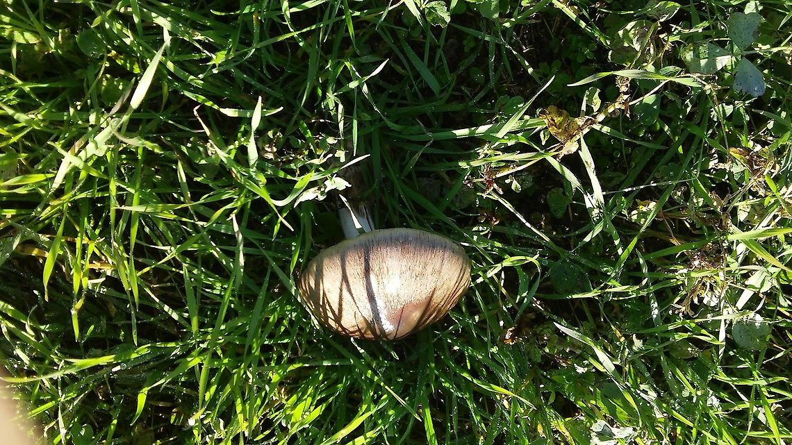 volvopluteus gloiocephalus  Big Sheath Mushroom,Volvopluteus gloiocephalus