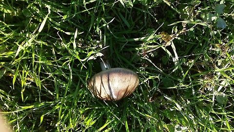 volvopluteus gloiocephalus  Big Sheath Mushroom,Volvopluteus gloiocephalus