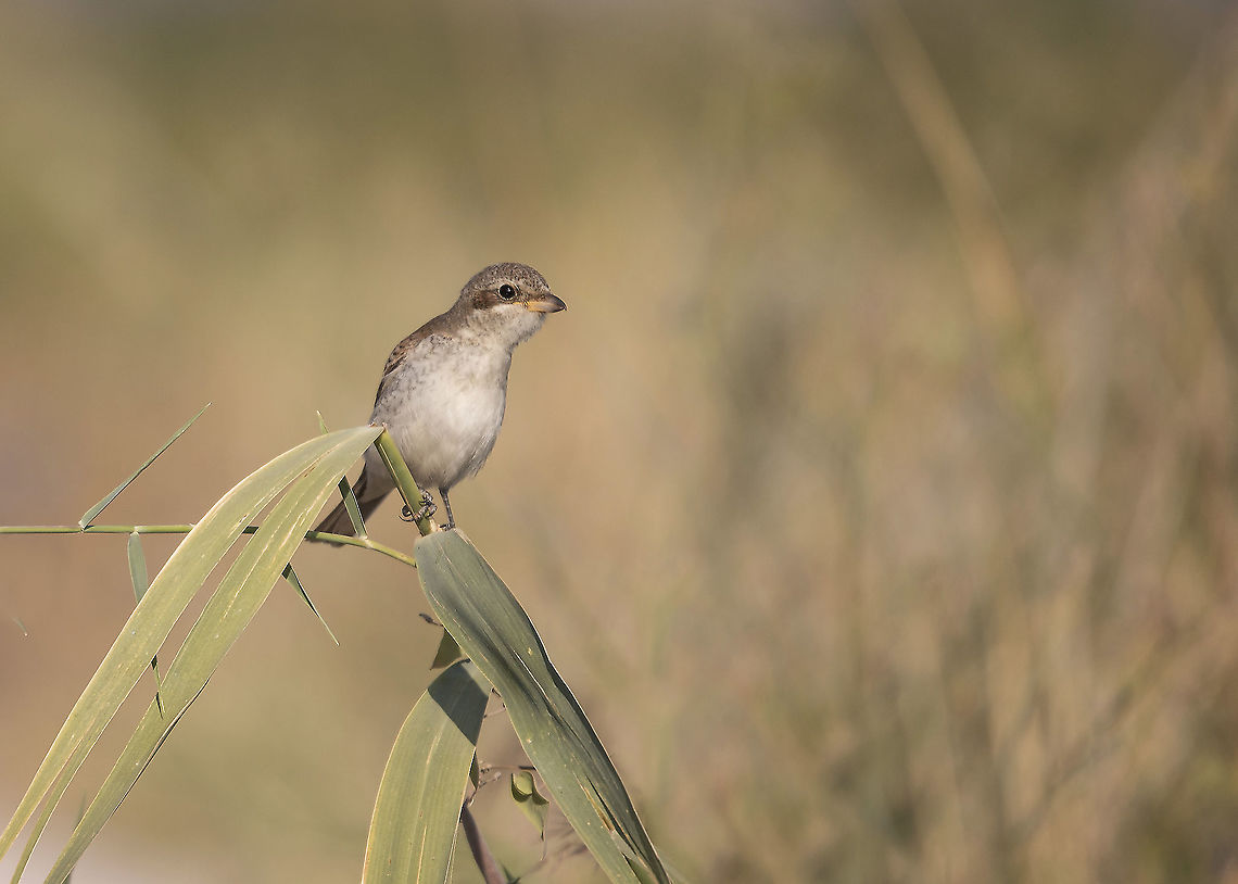 Grauwe klauwier - Red-Backed Shrike - Lanius collurio  Geotagged,Greece,Lanius collurio,Red-backed Shrike,Summer