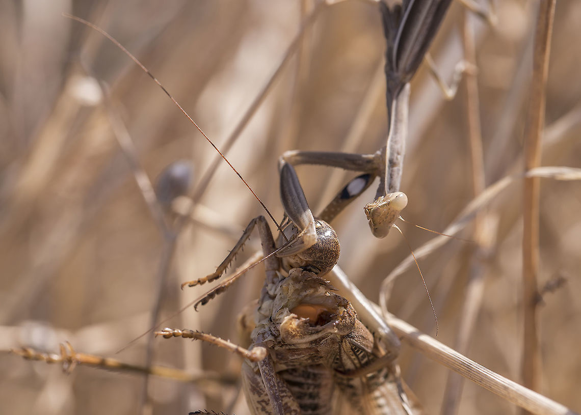Praying mantis eats locust  European Mantis,Geotagged,Greece,Mantis religiosa,Summer