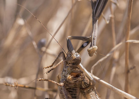 Praying mantis eats locust  European Mantis,Geotagged,Greece,Mantis religiosa,Summer