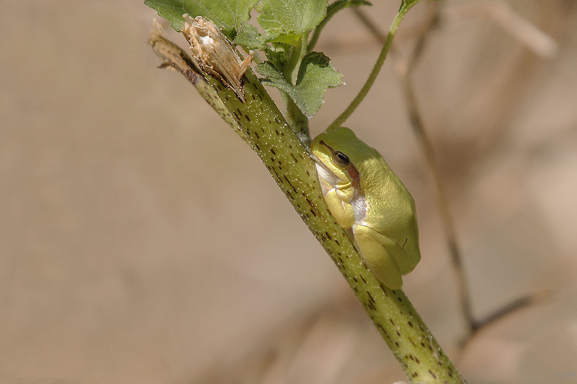Boomkikker  European tree frog,Fall,Geotagged,Greece,Hyla arborea,Lesbos