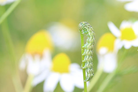 Rups kamille vlinder - Caterpillar Cucullia chamomillae - Chamomile shark  Cucullia chamomillae,Geotagged,Netherlands,Spring,Wild chamomile,moth caterpillar,night moth
