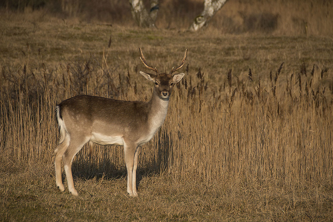 Dama dama - Fallow deer - Damhert  Dama dama,Fallow Deer