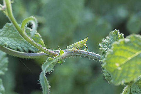 Dictyophara europaea - European lantern fly - Europese lantaarnvlieg  Dictyophara europaea,Geotagged,Italy,Tuscany,green,insect,planthopper