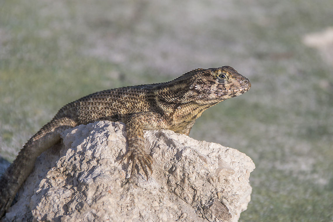 Nothern Curlytailed lizard - Leiocephalus carinatus - Noordelijke krulstaartleguaan  Cuba,Geotagged,Leiocephalus carinatus,Northern curly-tailed lizard,Winter,curly tailed,iguana,leguaan,lizard