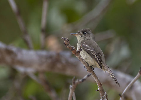Cuban Pewee - Contopus caribaeus - Bruinbuikpiewie  Bruinbuikpiewie,Contopus caribaeus,Cuba,Cuban pewee,Geotagged,Playa Giron,Spring,bird,flycatcher,vogel