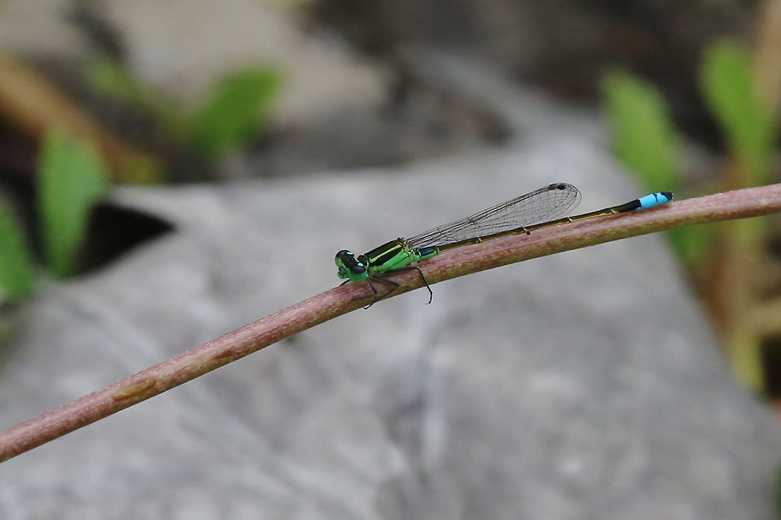 Ramburs Forktail - Ischnura ramburii  Cuba,Geotagged,Ischnura ramburii,Ischnura sp.,Playa Giron,Rambur's forktail,damselfy,spring