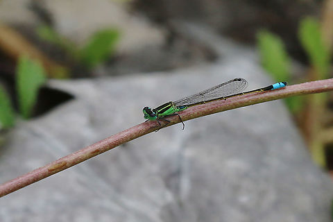 Ramburs Forktail - Ischnura ramburii  Cuba,Geotagged,Ischnura ramburii,Ischnura sp.,Playa Giron,Rambur's forktail,damselfy,spring