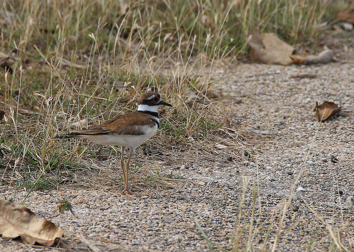 Killdeer - Charadrius vociferus vociferus - Killdeerplevier  Charadriidae,Charadrius vociferus,Cuba,Geotagged,Killdeer,beach,bird,plevier,spring