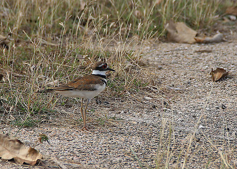 Killdeer - Charadrius vociferus vociferus - Killdeerplevier  Charadriidae,Charadrius vociferus,Cuba,Geotagged,Killdeer,beach,bird,plevier,spring