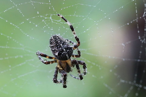 Kruisspin - Araneus diadematus The spider species Araneus diadematus is commonly called the European garden spider, diadem spider, orangie, cross spider and crowned orb weaver. Araneus diadematus,Dewdrops,European garden spider,Spider,arachnid,garden,summer,web