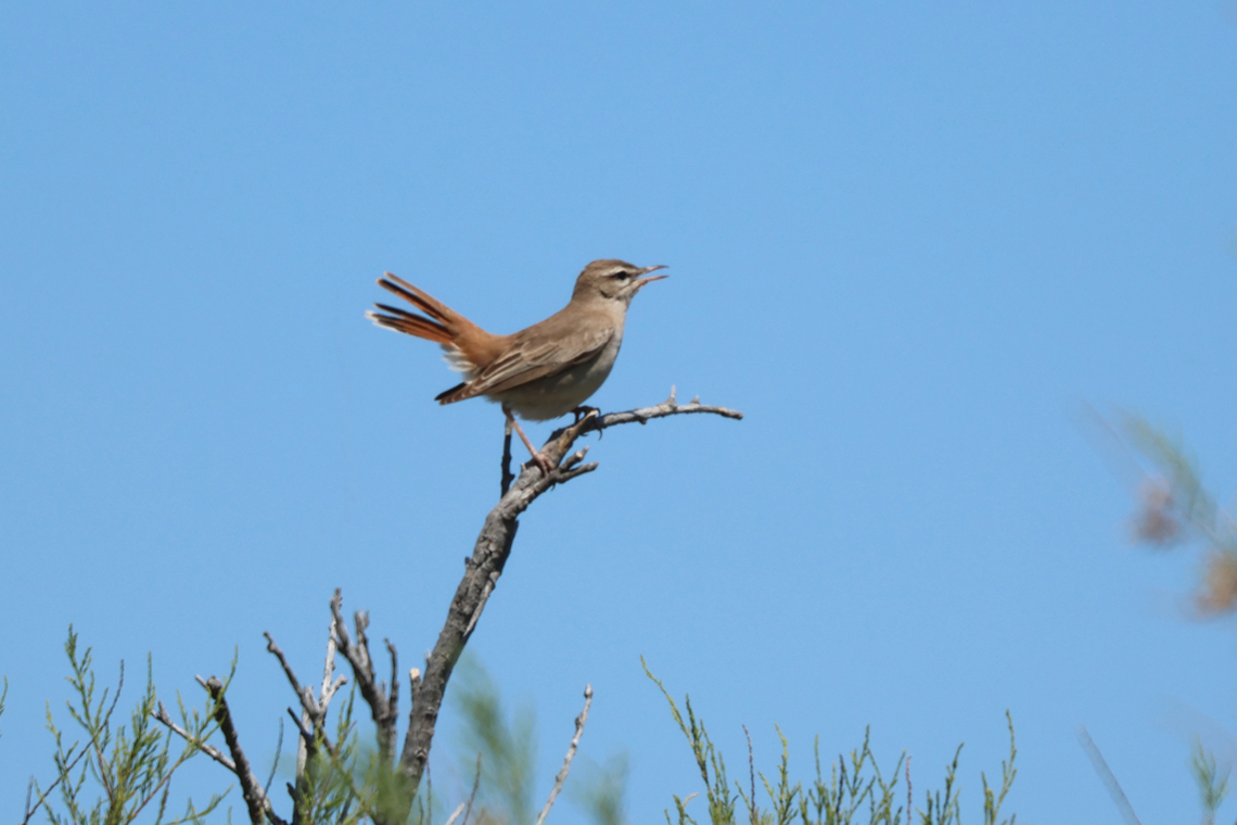 Rufous bush-chat robin - Rosse waaierstaart - Cercotrichas galactotes Distinctive sandy-brown songbird with a long rufous tail tipped black and white, often held cocked. The head has a strong white eyebrow and dark eyeline. The song is melodic and thrushlike and the call is a harsh &ldquo;tek.&rdquo; Usually seen foraging on the ground in open areas with dense bushes, sometimes in gardens and orchards close to human habitation. Bird,Cercotrichas galactotes,Geotagged,Greece,Lesbos,Rosse waaierstaart,Rufous bush-chat robin,Rufous-tailed scrub robin,Spring