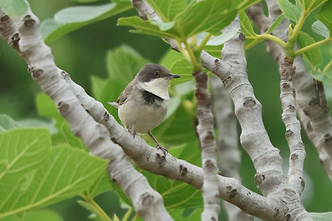 Eastern orphean warbler - Curruca crassirostris Plain but subtly attractive medium-sized warbler. Adult is gray with a black head and a white throat. Female has a less contrasting head pattern than the male. Younger birds are browner with a faded-looking version of the adult&rsquo;s head pattern. Visually very similar to the Western Orphean Warbler, but the black on the head is more cleanly cut off from the gray of the back on Eastern Orphean Warbler. Also note the comparatively cleaner-looking belly on Eastern Orphean. Breeding ranges do not overlap. Breeds in open forests from which it delivers its song in phrases with an almost thrushlike warbling melody. Non-breeding habitats include open scrubby habitats, such as thornscrub and semidesert. Curruca crassirostris,Eastern Orphean warbler,Eastern orphean warbler,Geotagged,Greece,Lesbos,Spring,bird