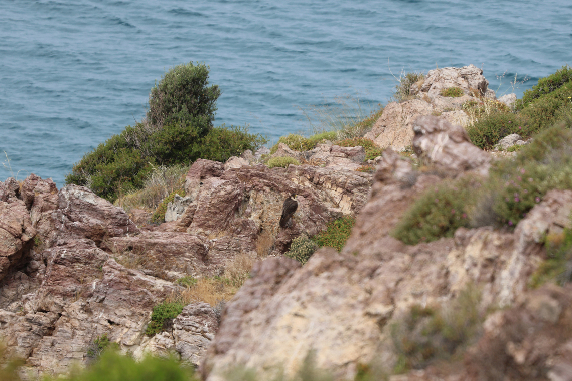 Slechtvalk - Peregrine falcon - Falco peregrinus Sleek, fast-flying large falcon. Always look for a grayish back in adults, long wings that almost reach the tail tip, and powerful but slender build. Dark mark below each eye varies in shape and size. Juveniles are more heavily patterned below than adults, and can be quite brownish above. Patterning varies considerably across a wide global range, with back color ranging from pale gray in Central Asian &ldquo;Red-capped&rdquo; to slaty-blue across much of northern Eurasia North America, to almost black in Asian &ldquo;Shaheen.&rdquo; Chases prey down at high speeds with continuous powerful wingbeats. Becoming increasingly common in parts of range, especially in cities, where they can nest on tall buildings and feed on pigeons. Adaptable, and can be seen in a wide range of habitats; often encountered in areas with steep cliffs, as well as around coastal mudflats and open areas with shorebirds. Falco peregrinus,Geotagged,Greece,Lesbos,Molivos,Peregrine falcon,Slechtvalk,Spring,bird