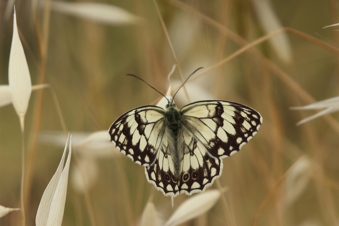 Oostelijk dambordje - Melanargia larissa - Balkan marbled white Melanargia larissa is found in Croatia, Serbia, Albania, Bulgaria, Greece, Turkey and northern Iran. This species is found on dry grassland, scrubby hillsides, and grassy woodland glades where flowers are prolific. It occurs at elevations between sea level and about 1900m. Both sexes nectar avidly at flowers, showing a particular preference for the pink flowers of Cirsium, Carduus and Centaurea ( Asteraceae ). Balkan marbled white,Butterfly,Geotagged,Greece,Lesbos,Melanargia larissa,Spring,black and white,petaloudes,vlinder