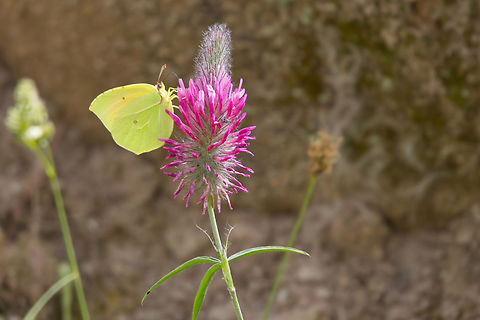 Cleopatra - Gonepteryx cleopatra Gonepteryx cleopatra is found in warm, dry and often rocky habitats including light deciduous or coniferous woodland, scrubby grassland and roadsides. It is most commonly found at altitudes between sea level and about 1200m, but there are records from as high as 3000m. Here on Trifolium incarnatum. Cleopatra,Geotagged,Gonepteryx cleopatra,Greece,Lesbos,Spring,Trifolium incarnatum,butterfly