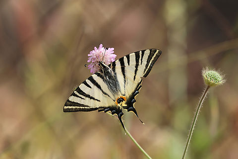 Koningspage - Iphiclides podalirius - Scarce swallowtail The scarce swallowtail (Iphiclides podalirius) is a species of butterfly belonging to the family Papilionidae. It is also called the sail swallowtail or pear-tree swallowtail. Despite the name "scarce swallowtail", this species is quite common. The scarcity of United Kingdom migrants is responsible for the English vernacular name. This species is widespread in the East Palearctic realm and in most of Europe with the exception of the northern parts.  Greece,Iphiclides podalirius,Koningspage,Lesbos,Scarce Swallowtail,Scarce swallowtail,butterfly