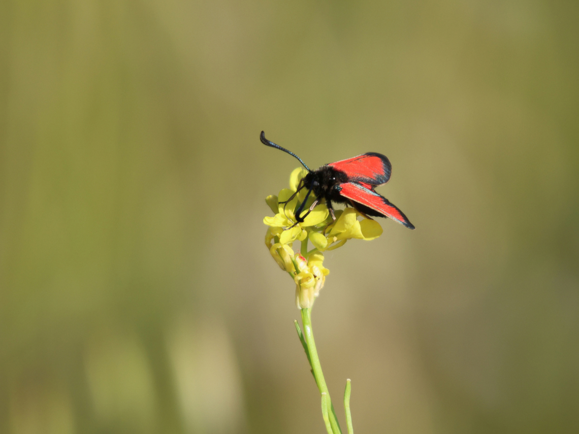 Streep-sint-Jansvlinder - Zygaena purpuralis - Transparent Burnet Superficially similar to several of the other burnet moths, but readily distinguished by the thinly-scaled forewing with three blunt red streaks. Rarely this red colour is replaced by black, orange or yellow. The Slender Scotch Burnet and Scotch Burnet are also thinly-scaled, but are usually smaller and have distinct spots rather than streaks.<br />
Flies in warm weather, preferring sunshine. During dull weather, it can be found sitting exposed on flowerheads or grass stems. Visits nectar sources, such as Wild Thyme. Greece,Lesbos,Transparent Burnet,Zygaena purpuralis,butterfly