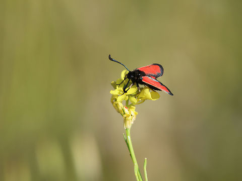 Streep-sint-Jansvlinder - Zygaena purpuralis - Transparent Burnet Superficially similar to several of the other burnet moths, but readily distinguished by the thinly-scaled forewing with three blunt red streaks. Rarely this red colour is replaced by black, orange or yellow. The Slender Scotch Burnet and Scotch Burnet are also thinly-scaled, but are usually smaller and have distinct spots rather than streaks.
Flies in warm weather, preferring sunshine. During dull weather, it can be found sitting exposed on flowerheads or grass stems. Visits nectar sources, such as Wild Thyme. Greece,Lesbos,Transparent Burnet,Zygaena purpuralis,butterfly