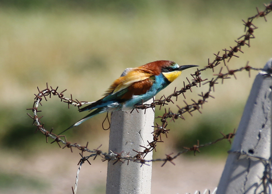 Bee-eater, Meropus apiaster  European Bee-eater,Geotagged,Greece,Merops apiaster,Spring