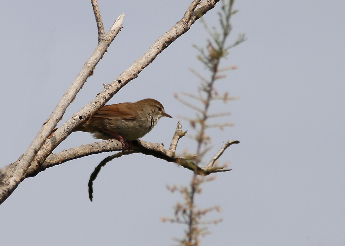 Cetti's warbler  Cetti's warbler,Cettia cetti,Geotagged,Greece,Spring