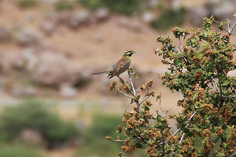 Cirlgors - Emberiza cirlus - Cirl bunting  Cirl bunting,Emberiza cirlus,Geotagged,Greece,Spring