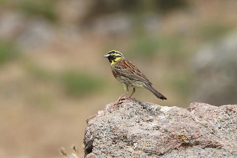 Cirlgors - Emberiza cirlus - Cirl bunting  Cirl bunting,Emberiza cirlus,Geotagged,Greece,Spring