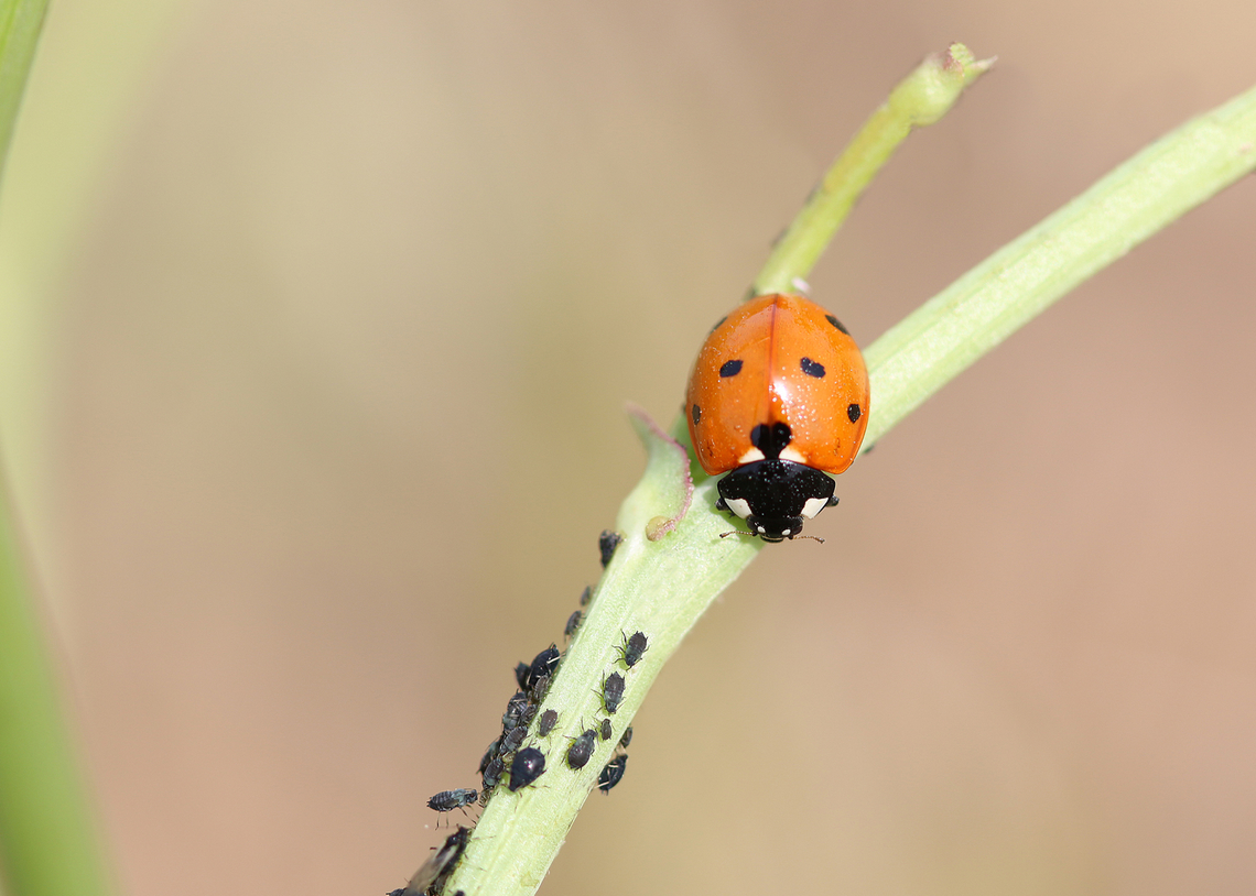 Coccinella septempunctata - seven-spot ladybird  Coccinella septempunctata,Geotagged,Greece,Seven-spotted Lady Beetle,Spring