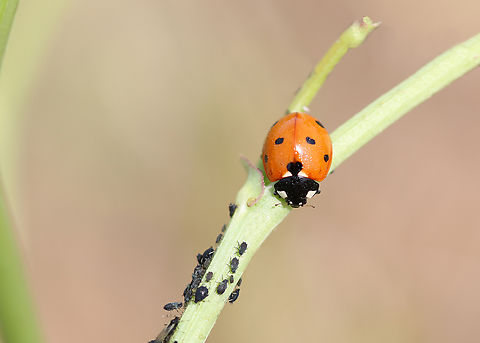 Coccinella septempunctata - seven-spot ladybird  Coccinella septempunctata,Geotagged,Greece,Seven-spotted Lady Beetle,Spring
