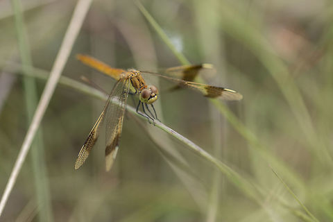 Bandheidelibel - Banded Darter - Sympetrum pedemontanum The banded darter (Sympetrum pedemontanum) is a European species of dragonfly of the family Libellulidae.  Banded darter,Dragonfly,Geotagged,Libellulidae,Netherlands,Summer,Sympetrum pedemontanum